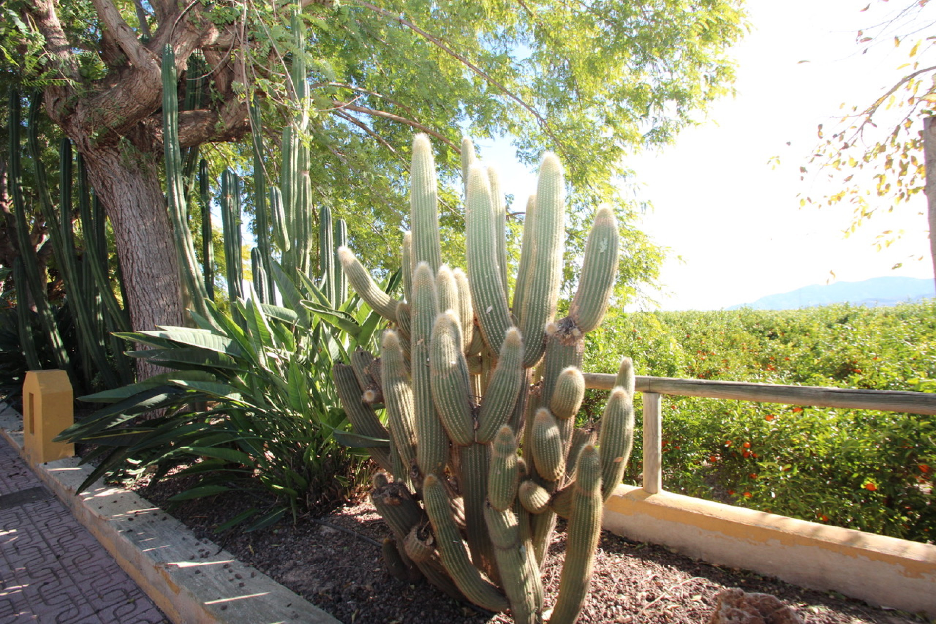 Herverkoop - Finca / Country House - Murcia - Costa Blanca Sur