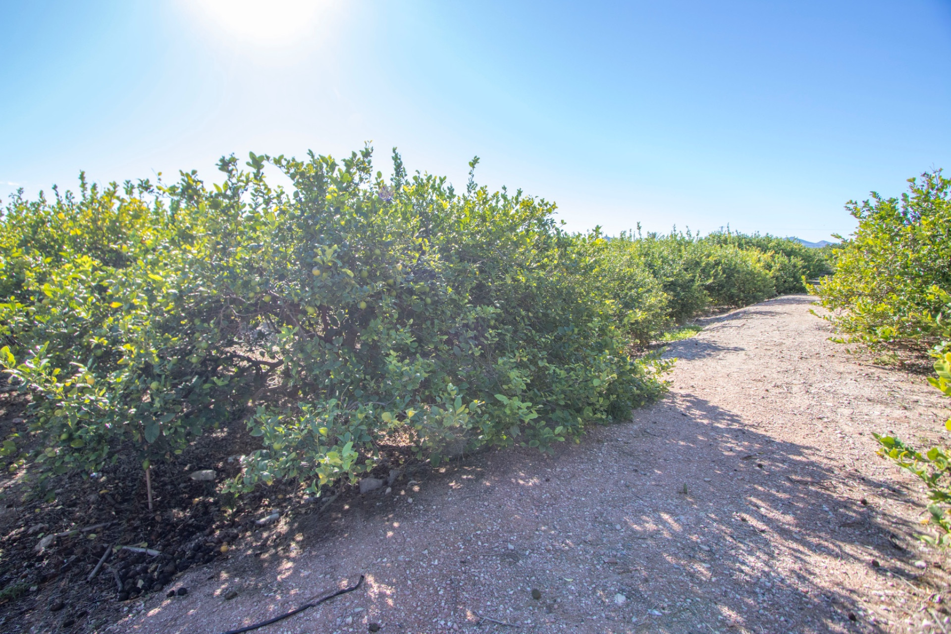 Herverkoop - Finca / Landelijk eigendom - Alicante