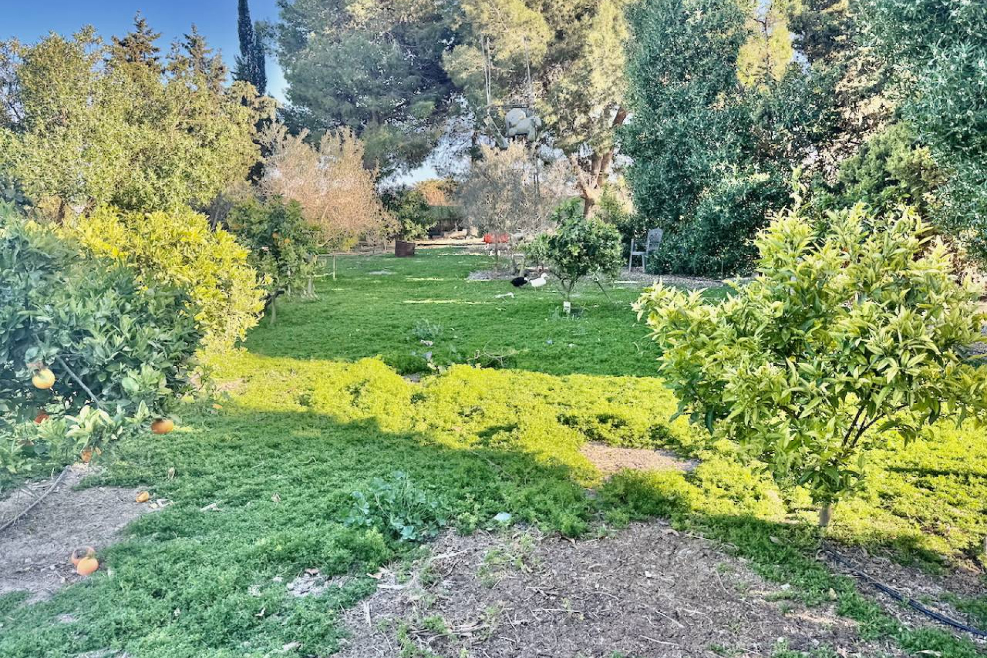 Herverkoop - Finca / Landelijk eigendom - Guardamar del Segura - Guardamar Del Segura