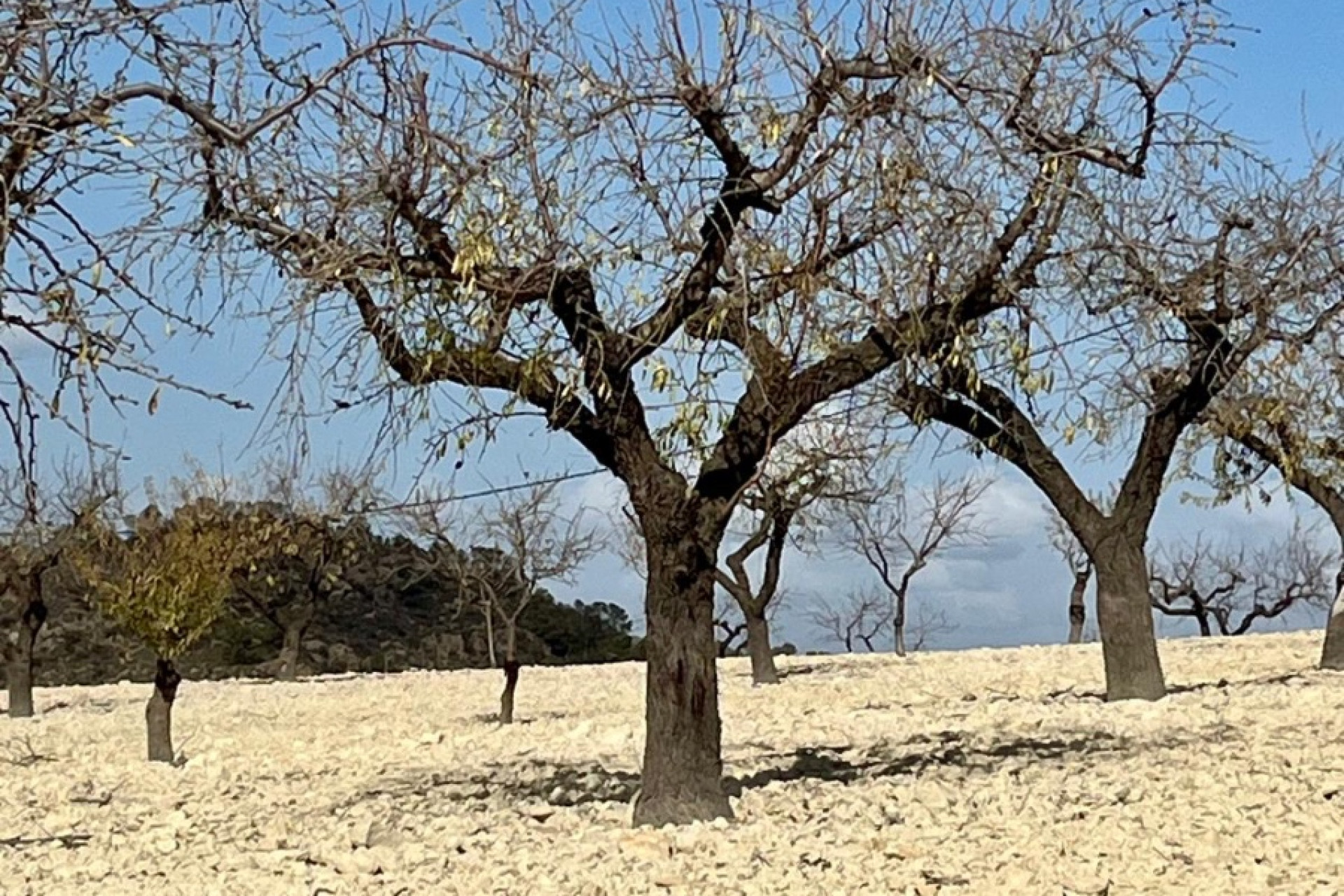 Herverkoop - Perceel / Grond - Bullas - Costa Calida