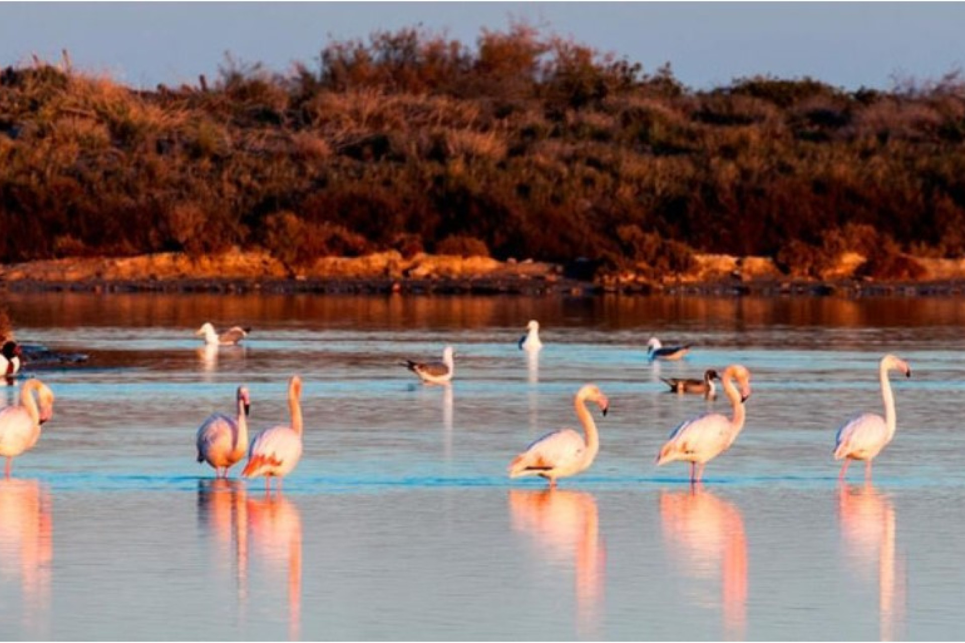 New Build - Villa - San Pedro del Pinatar - San Pedro Del Pinatar