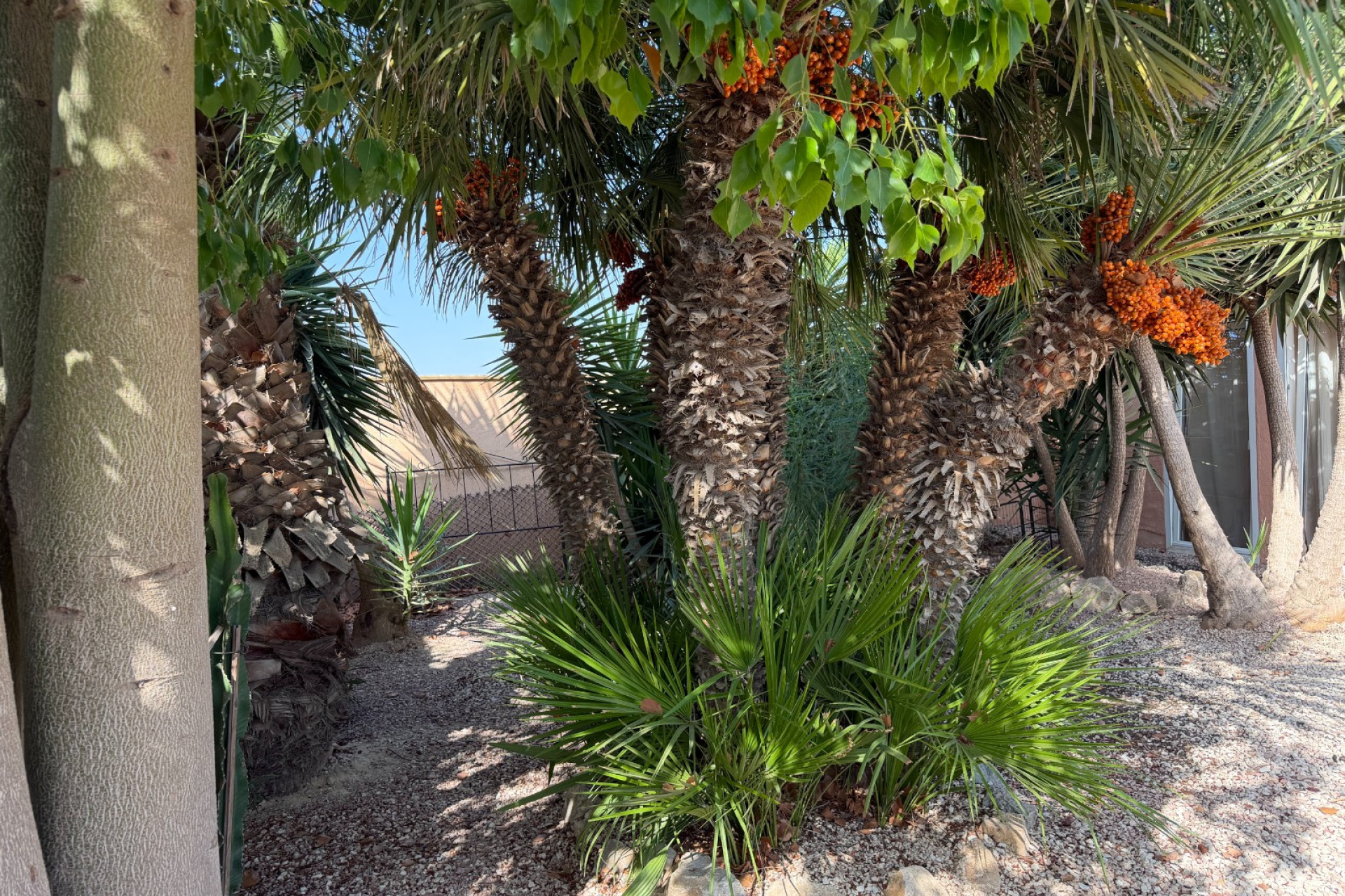 Odsprzedaż - Finca / Nieruchomość wiejska - La Marina - Elche / Elx
