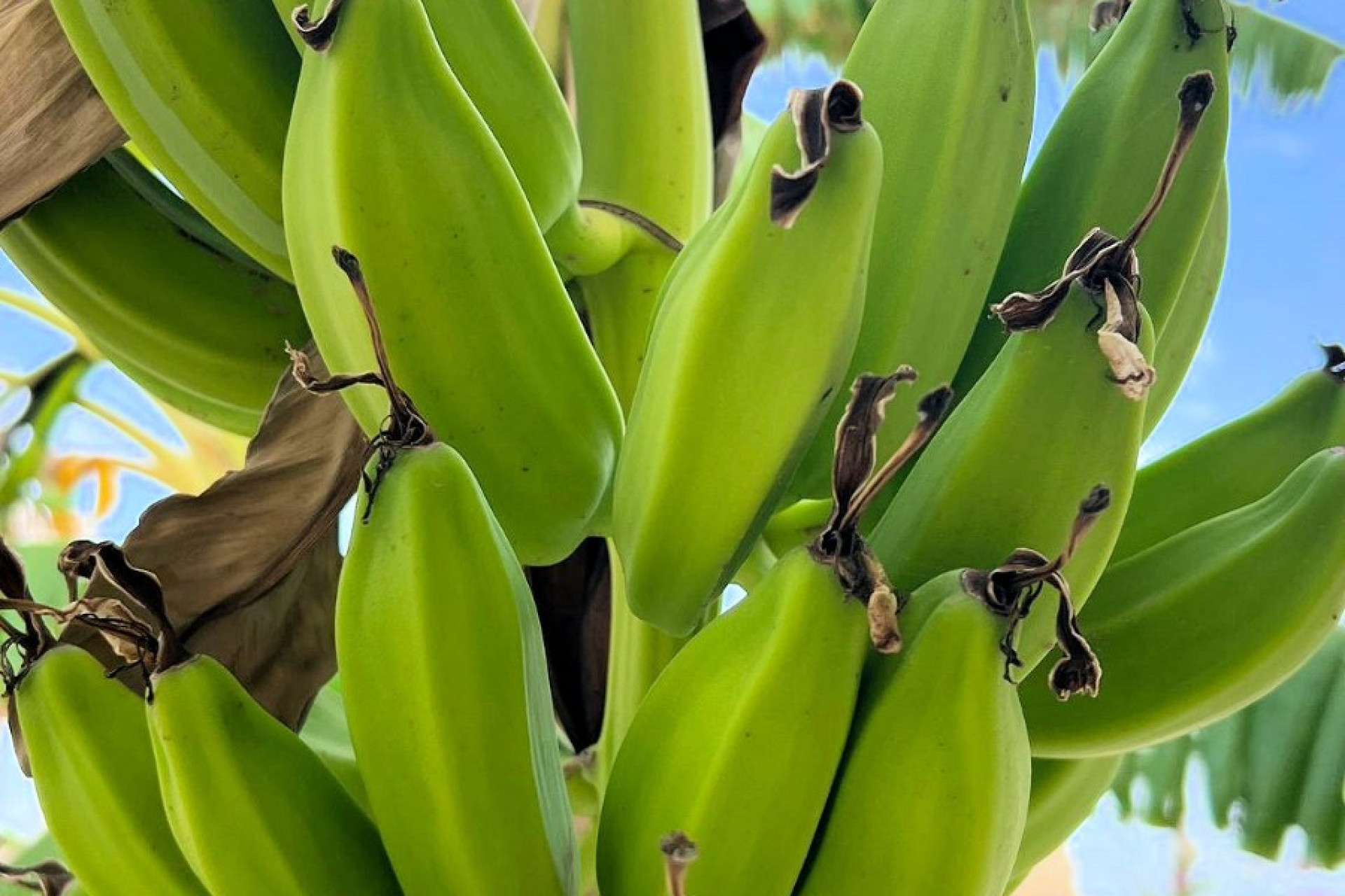 Odsprzedaż - Villa - Los Urrutias - Estrella De Mar