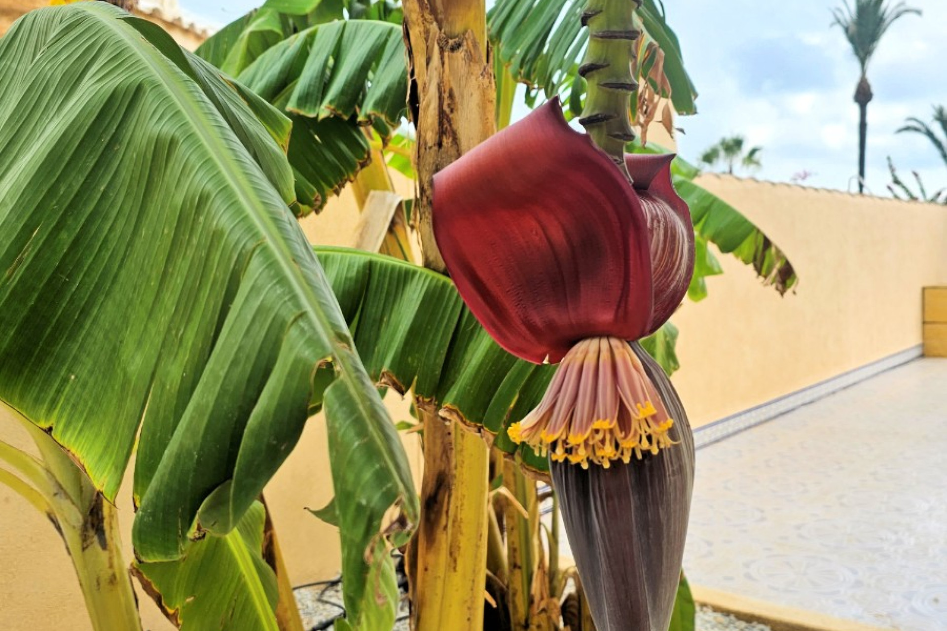 Odsprzedaż - Villa - Los Urrutias - Estrella De Mar