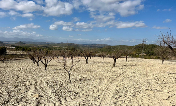 Parcelle / Terrain - Revente - Bullas - C-50967