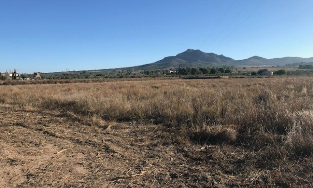 Parcelle / Terrain - Revente - Salinas - Salinas