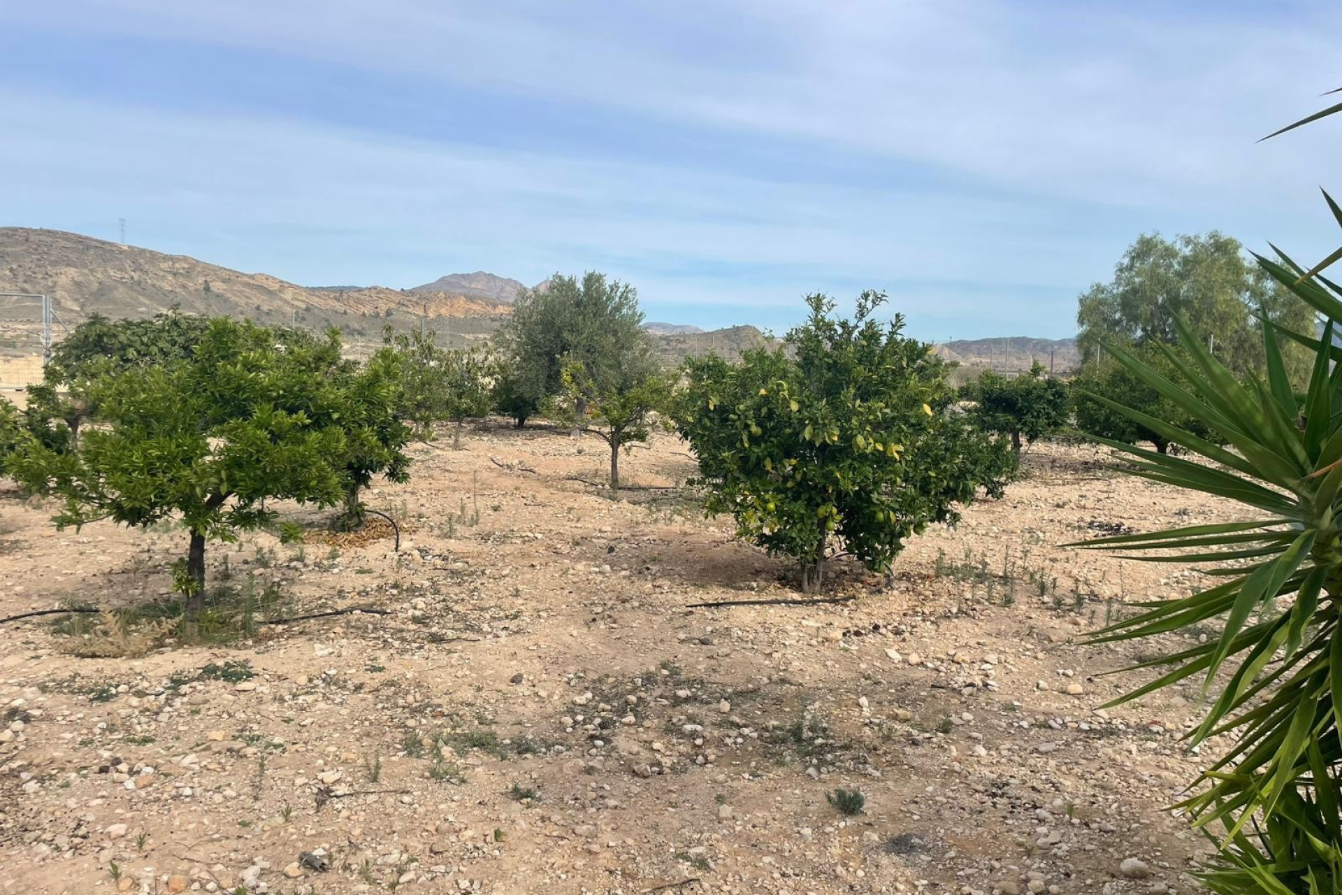 Resale - Finca / Country Property - Abanilla