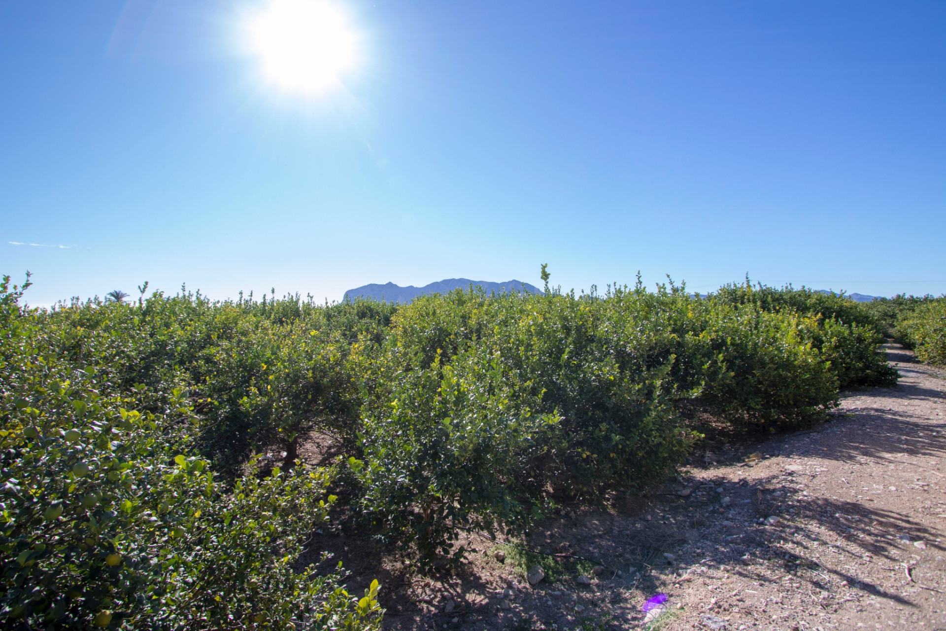 Resale - Finca / Country Property - Alicante