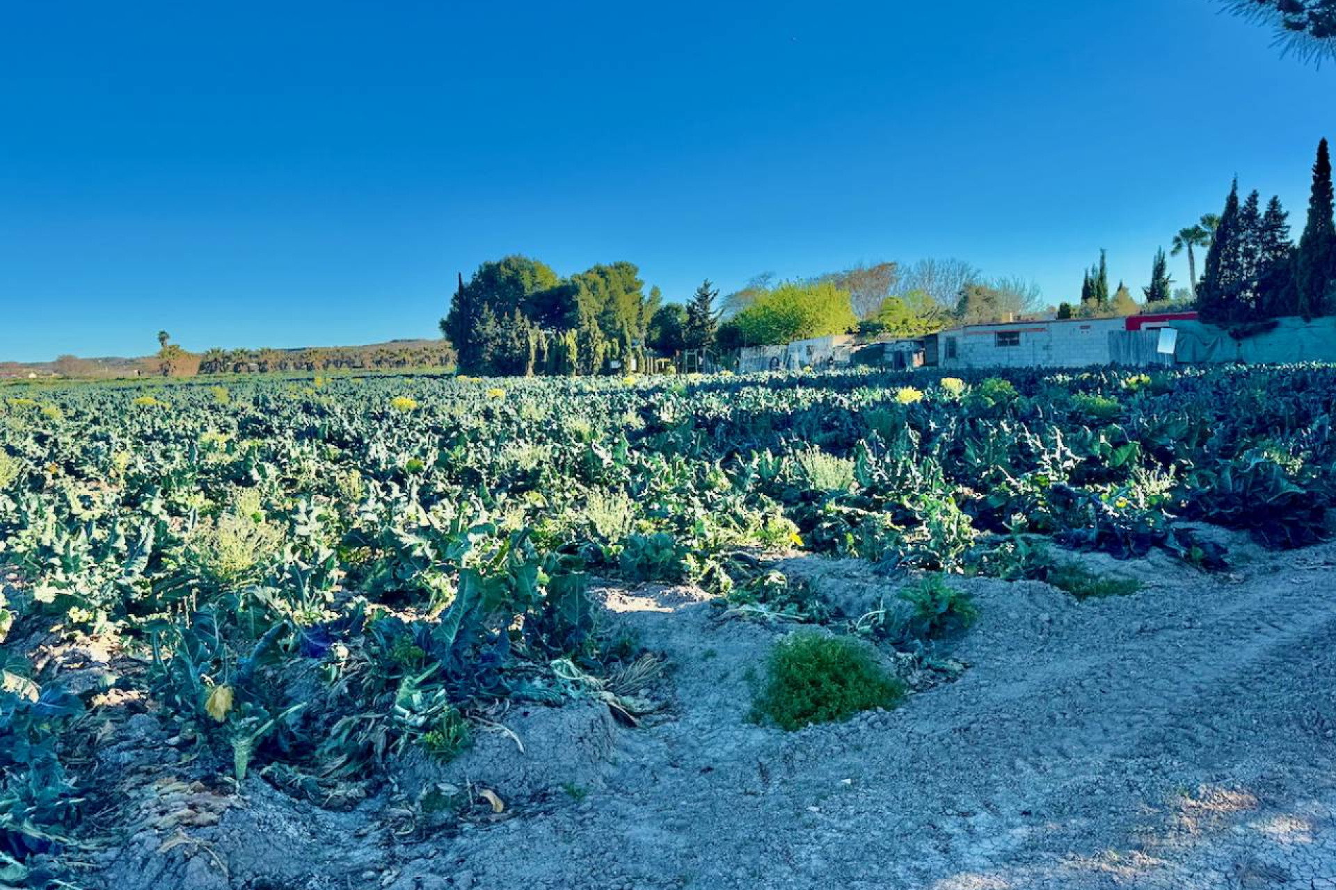 Resale - Finca / Country Property - Guardamar del Segura - Guardamar Del Segura