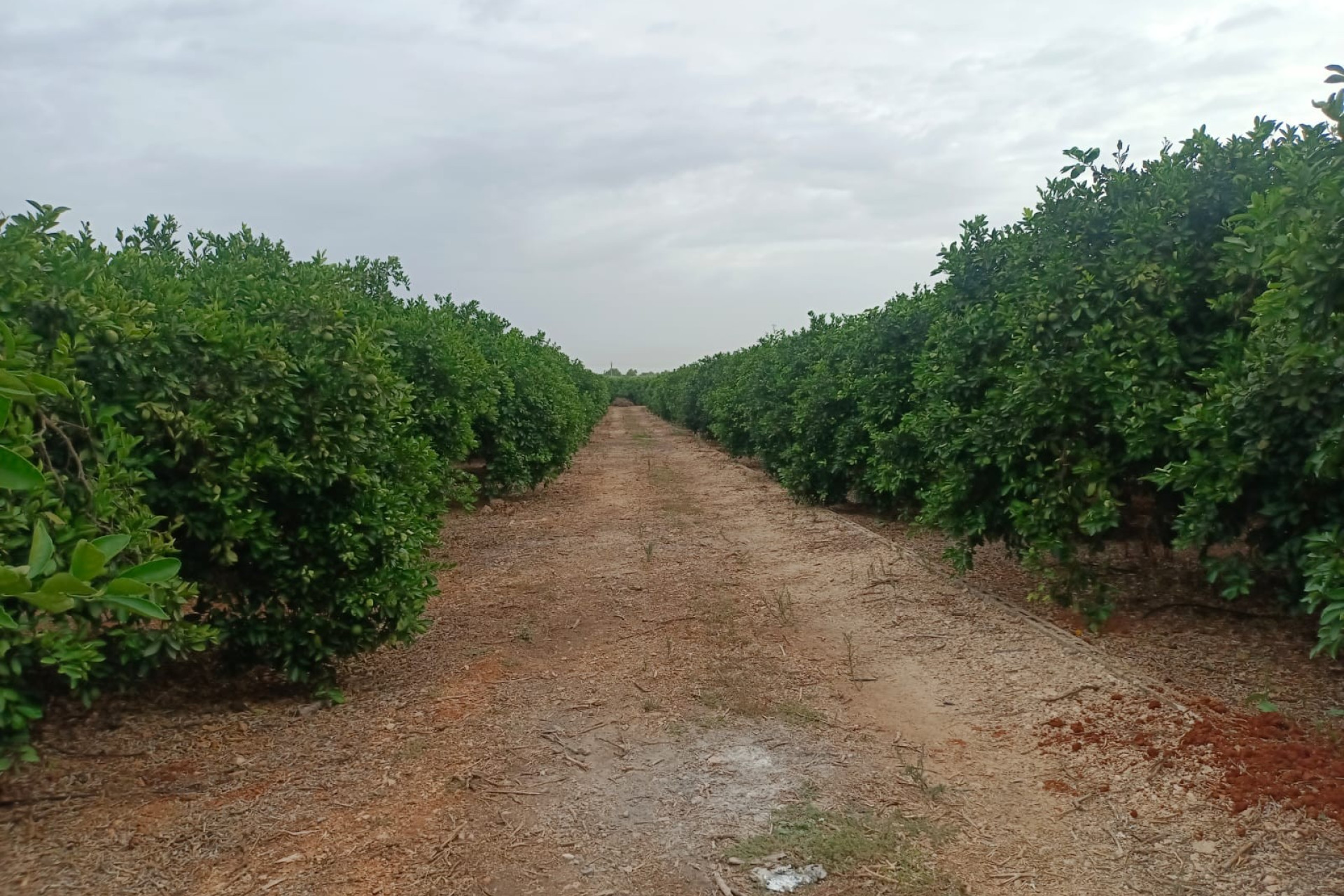 Resale - Plot / Land - Pedreguer