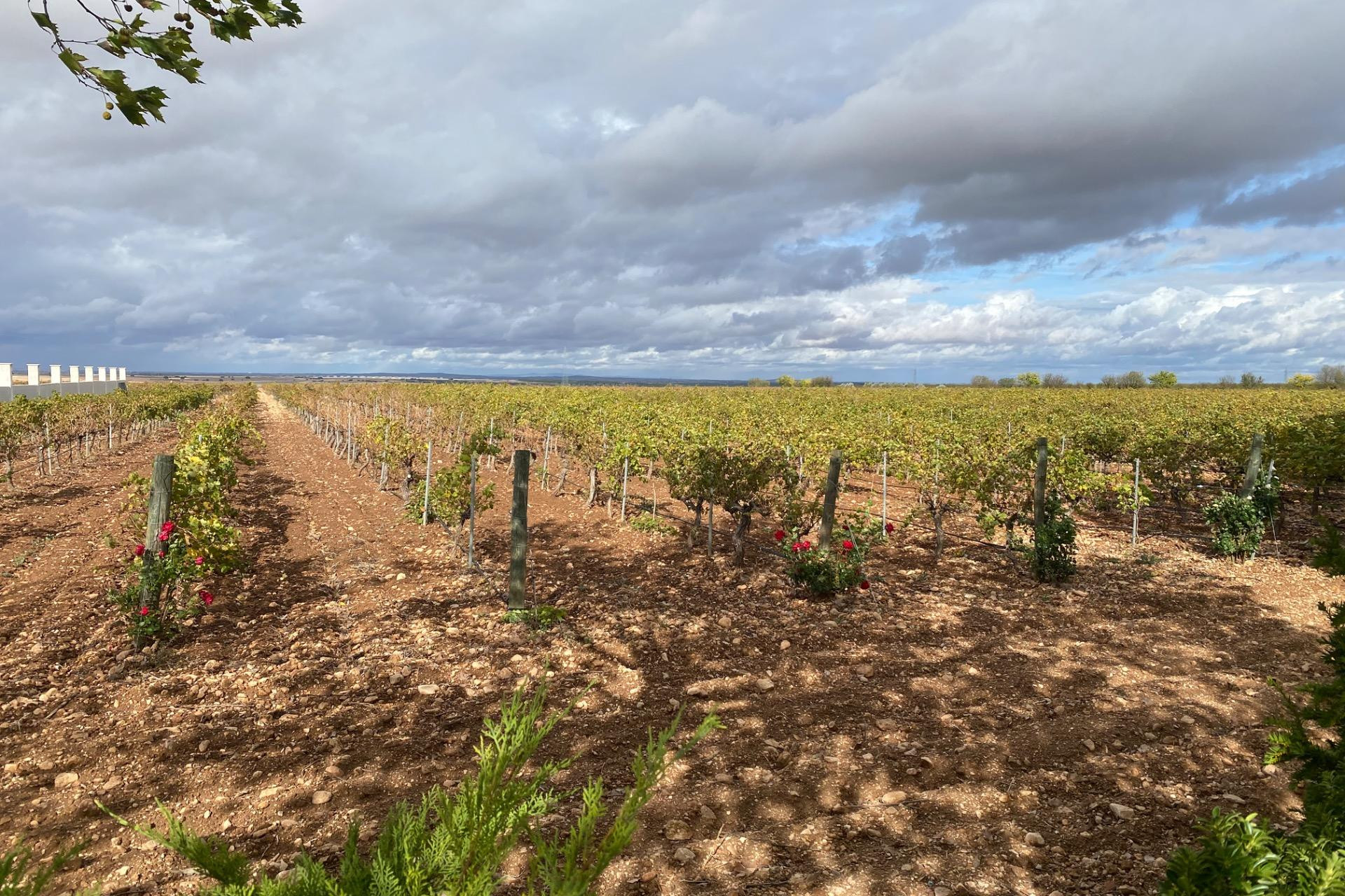 Reventa - Cellar - Albacete