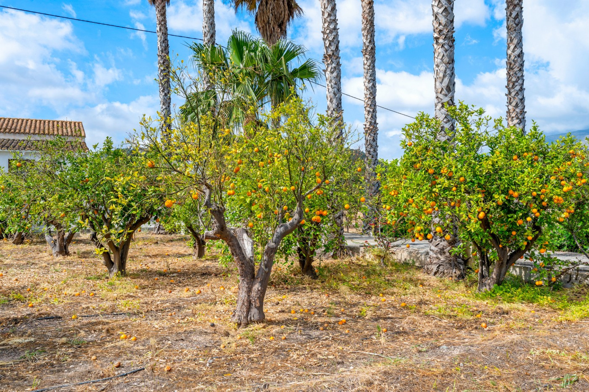 Reventa - Finca / Casa de Campo - La Nucía