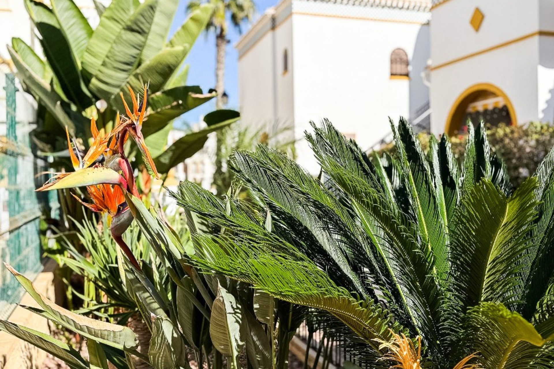 Revente - Attique - Torrevieja - Torrelamata - La Mata