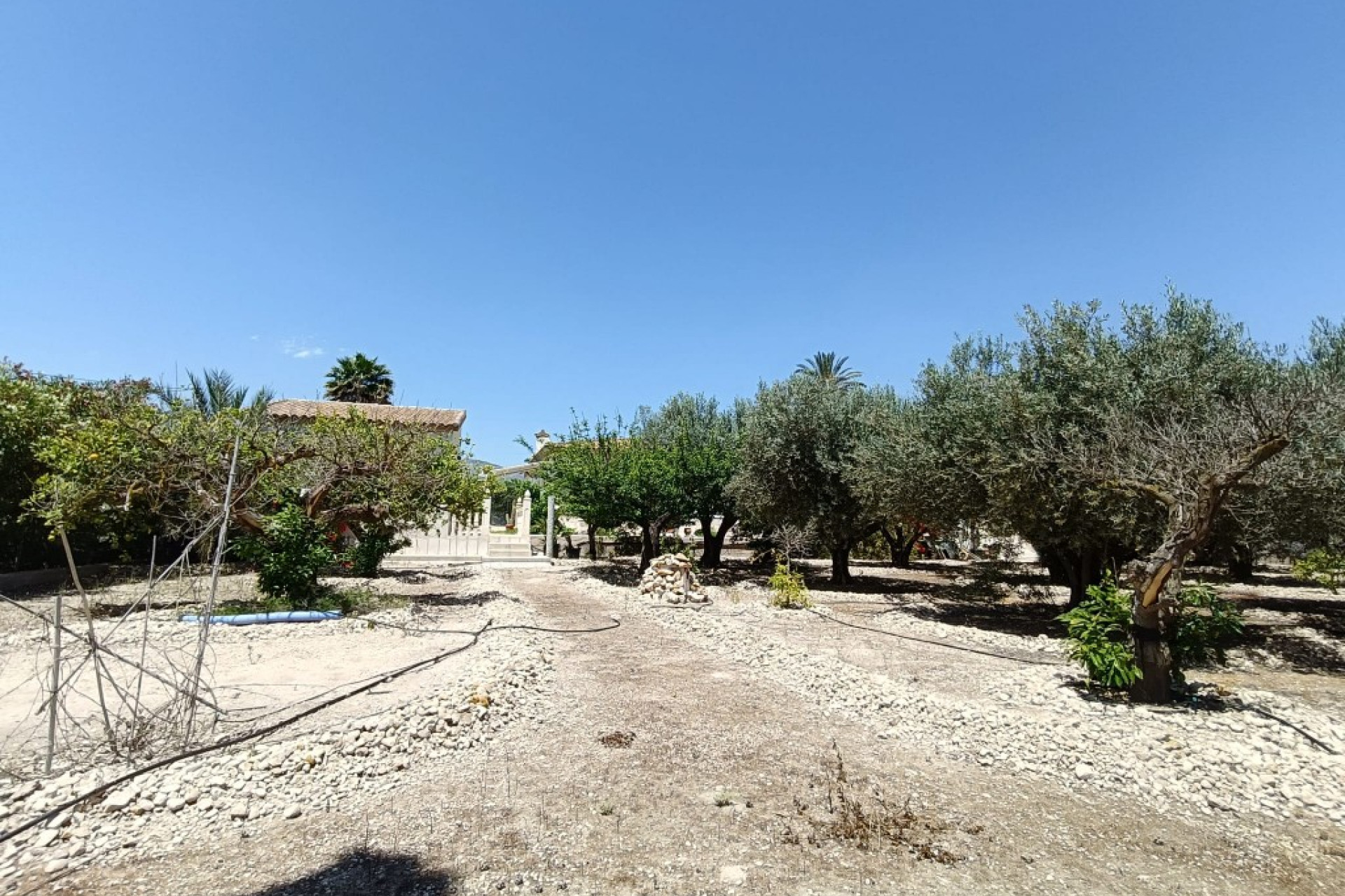 Revente - Finca / Propriété rurale - Albatera