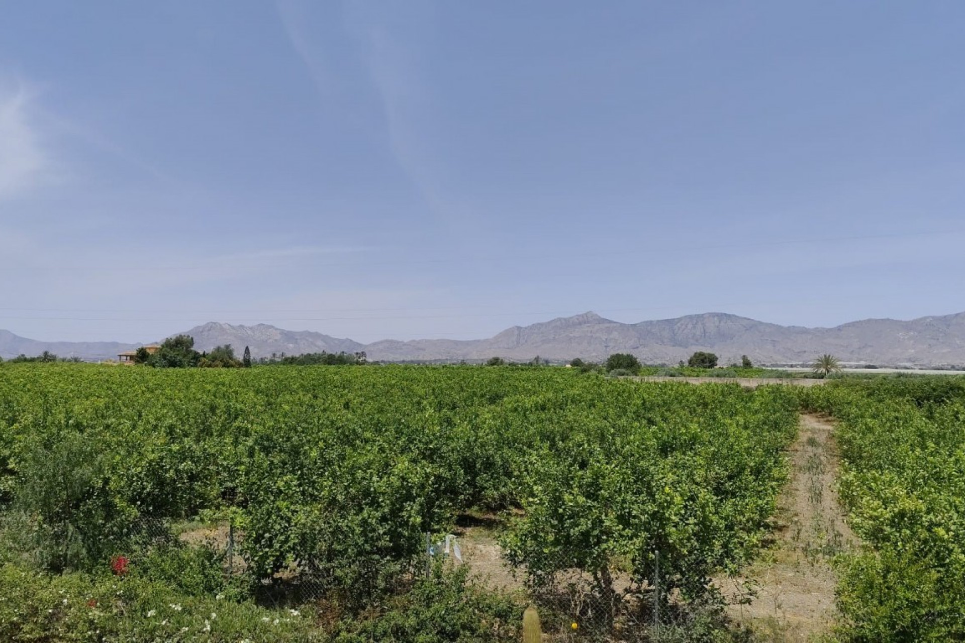 Revente - Finca / Propriété rurale - Albatera