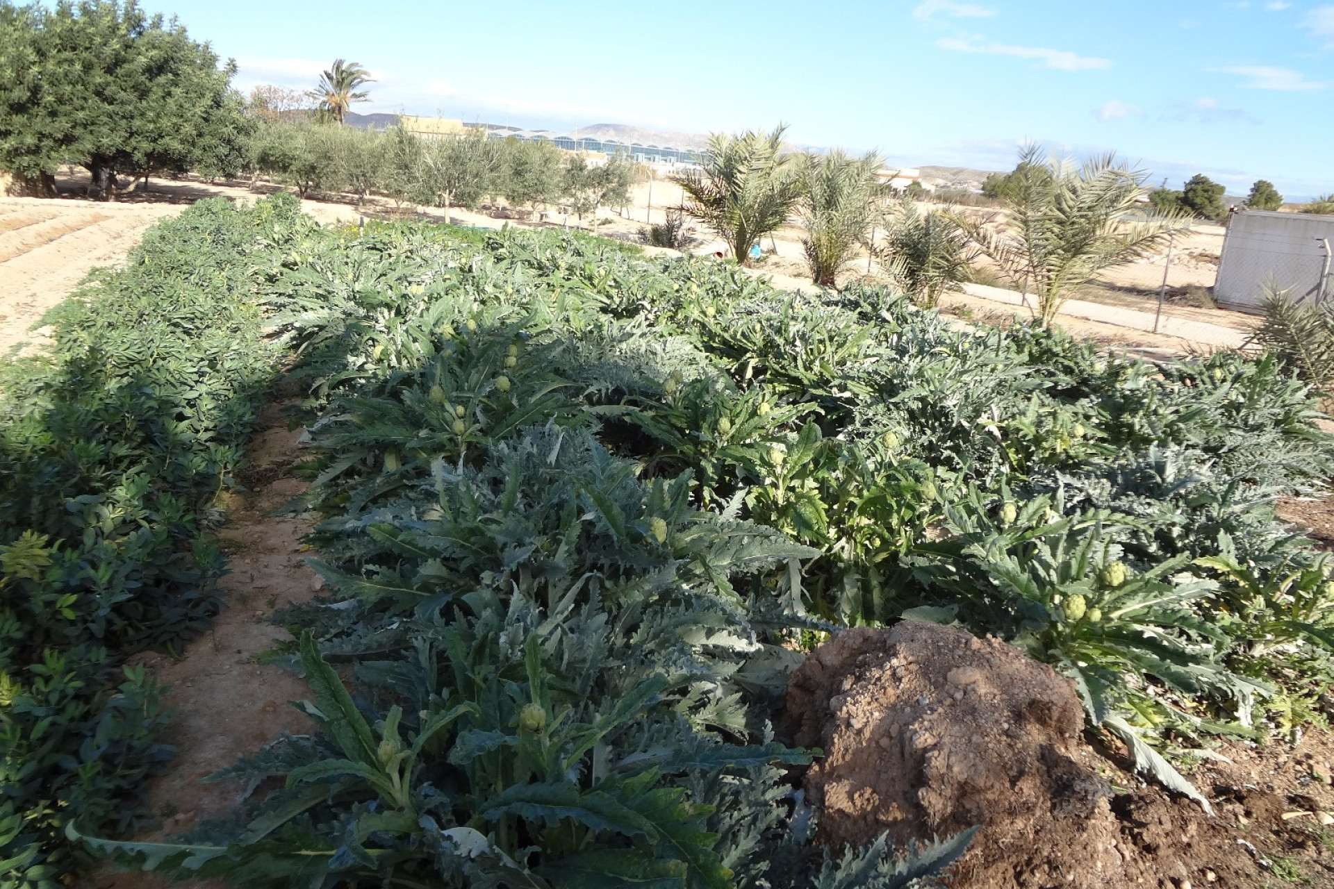 Revente - Finca / Propriété rurale - El Altet