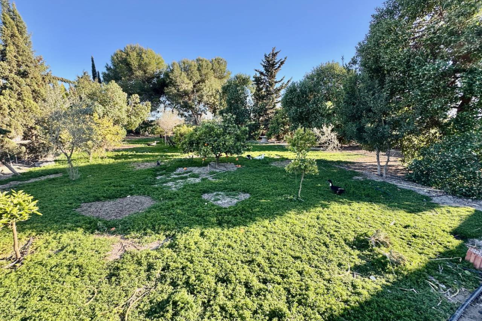 Revente - Finca / Propriété rurale - Guardamar del Segura - Guardamar Del Segura