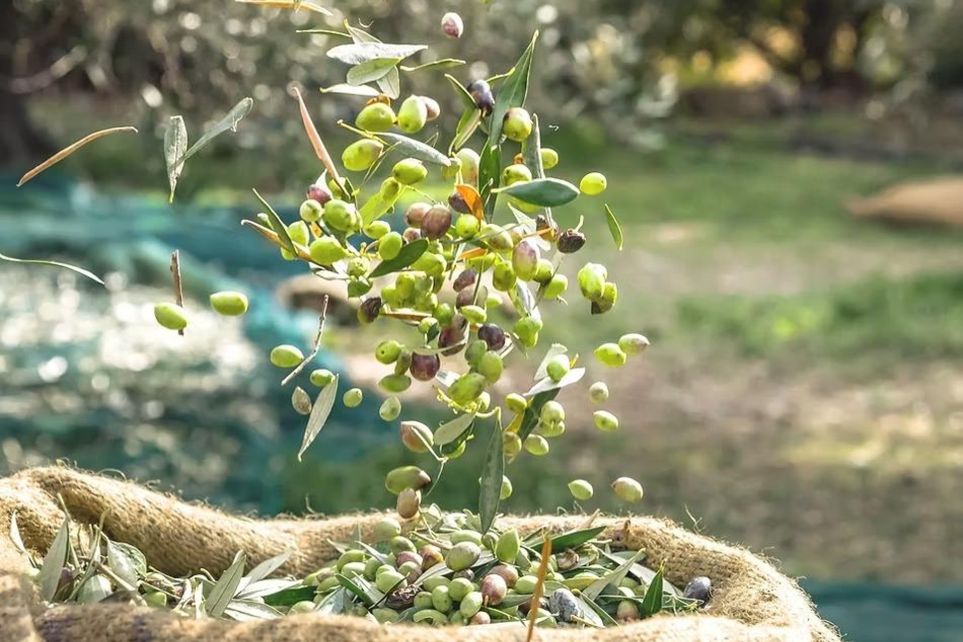 Revente - Finca / Propriété rurale - Puerto Lumbreras - Nogalte