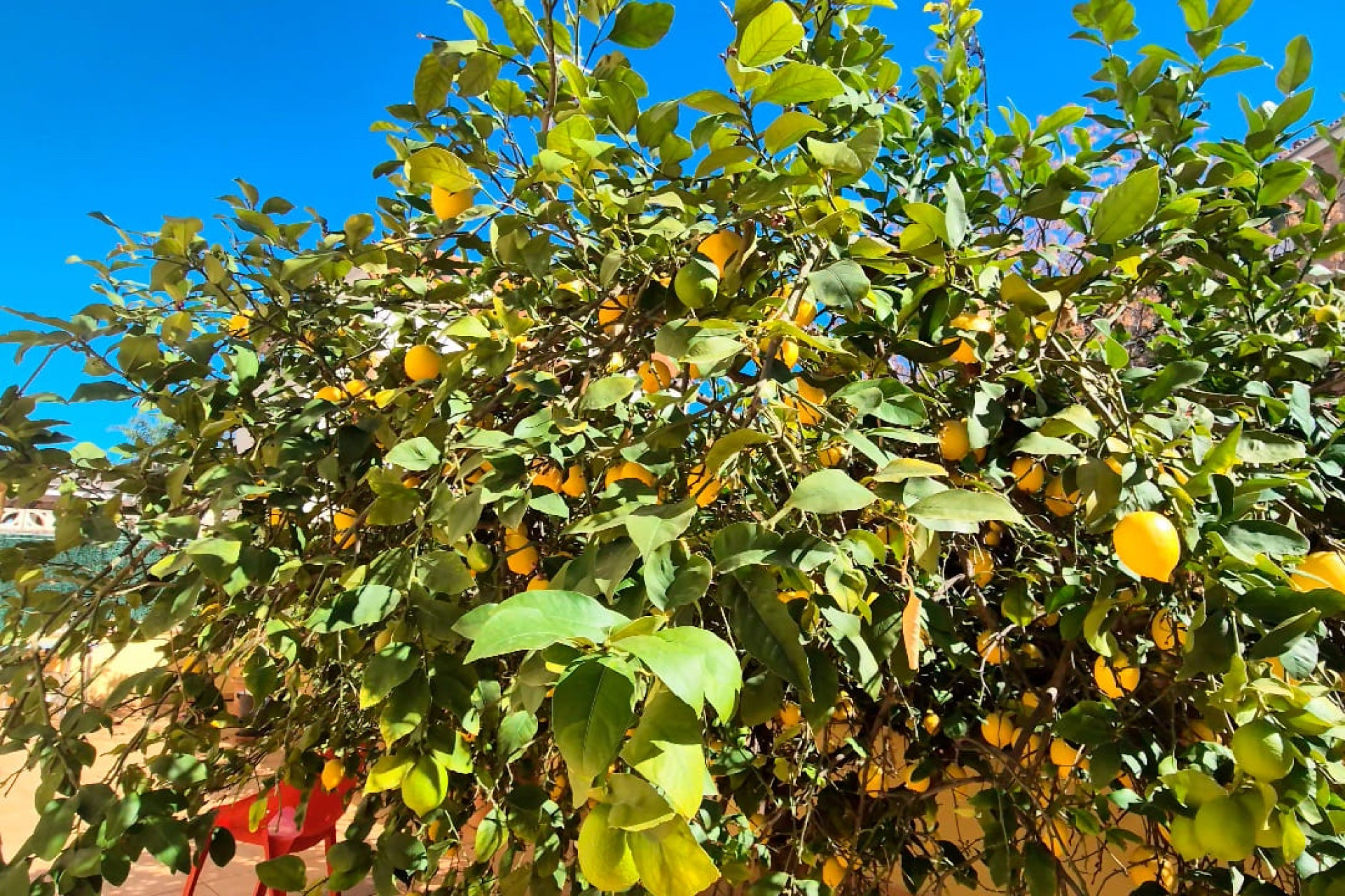 Revente - Maison de ville - Denia - Dénia
