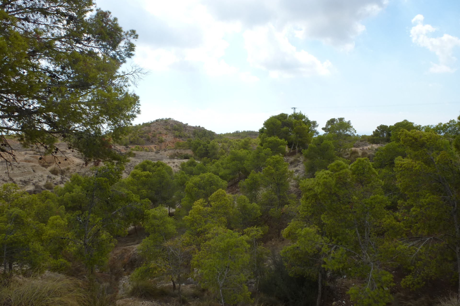 Revente - Parcelle / Terrain - Crevillente - Crevillente - Country