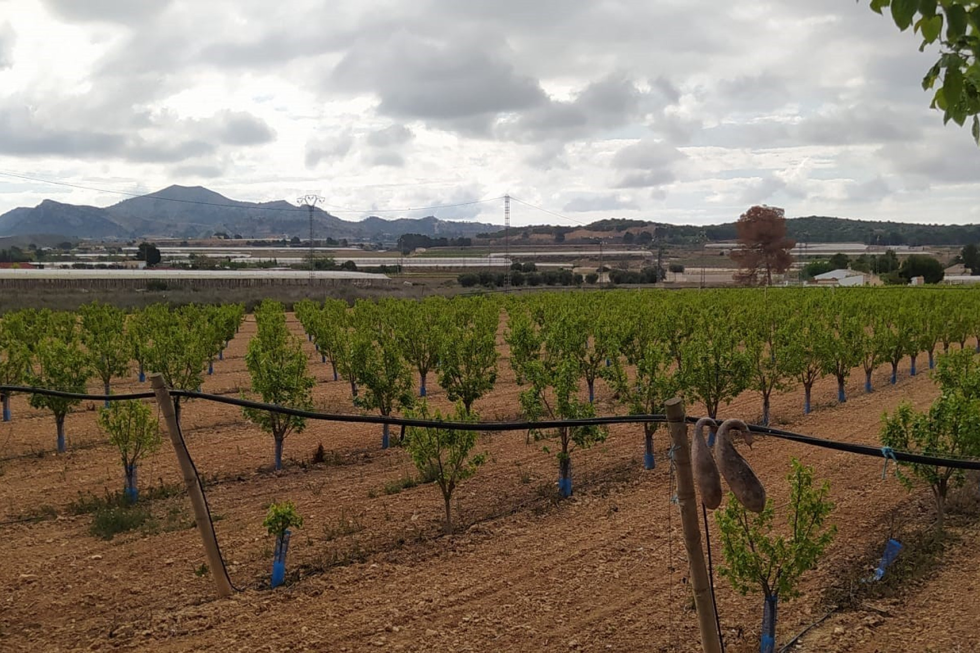 Revente - Villa - Monforte del Cid