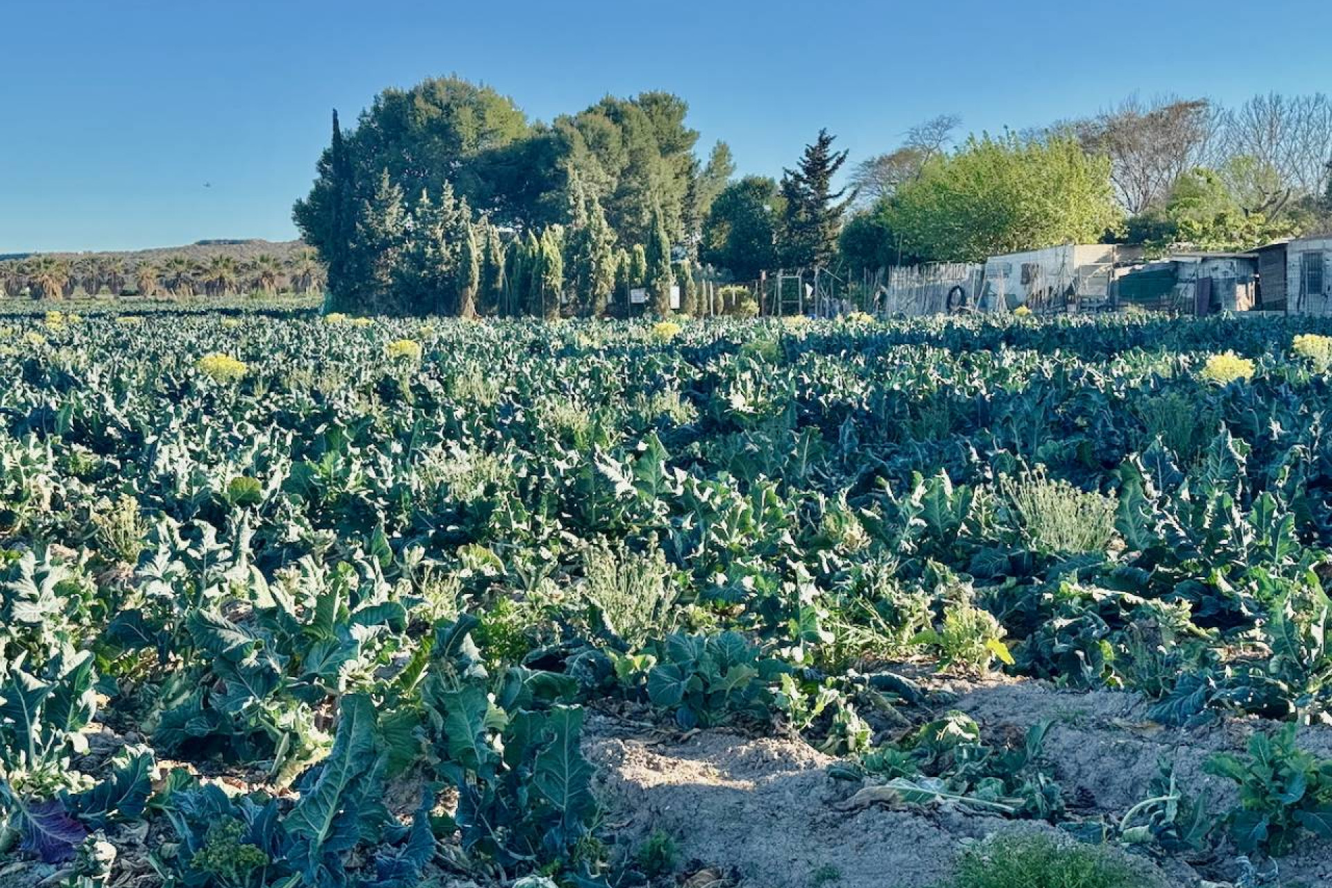 Wiederverkauf - Finca / Landgut - Guardamar del Segura - Guardamar Del Segura