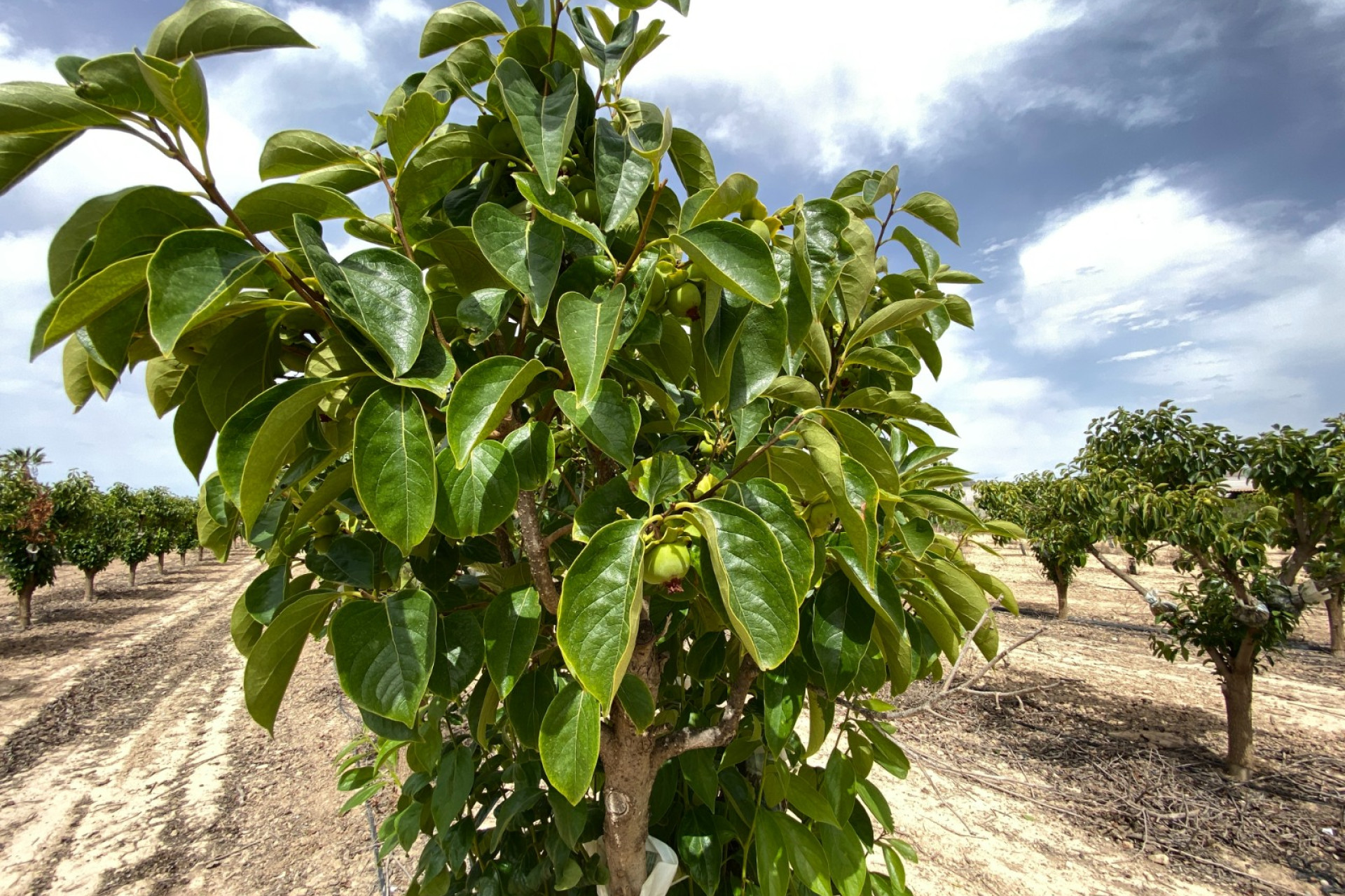 Wiederverkauf - Villa - Monforte del Cid