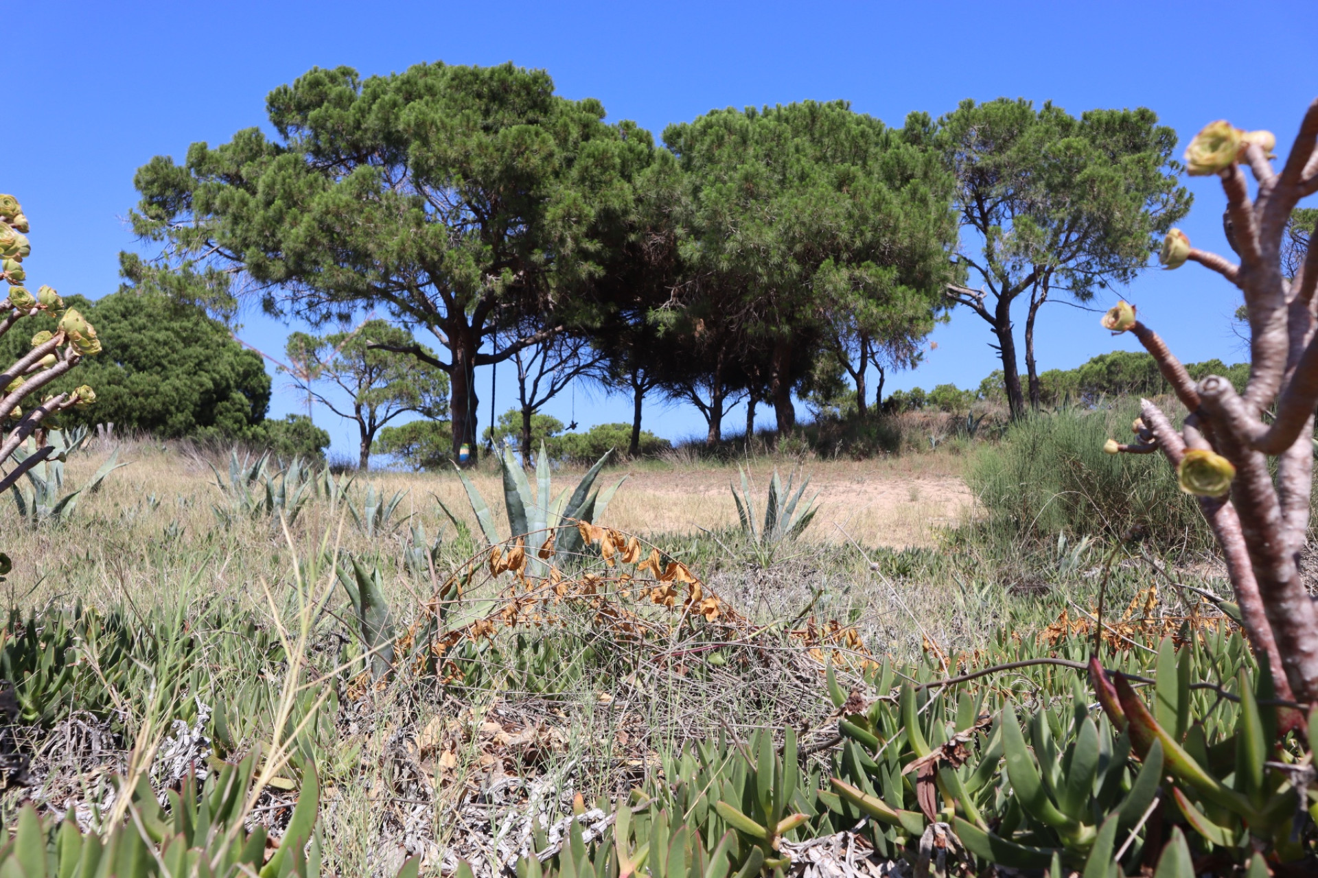 Wynajem długoterminowy - Kamienica - Guardamar del Segura - Urbanizaciones
