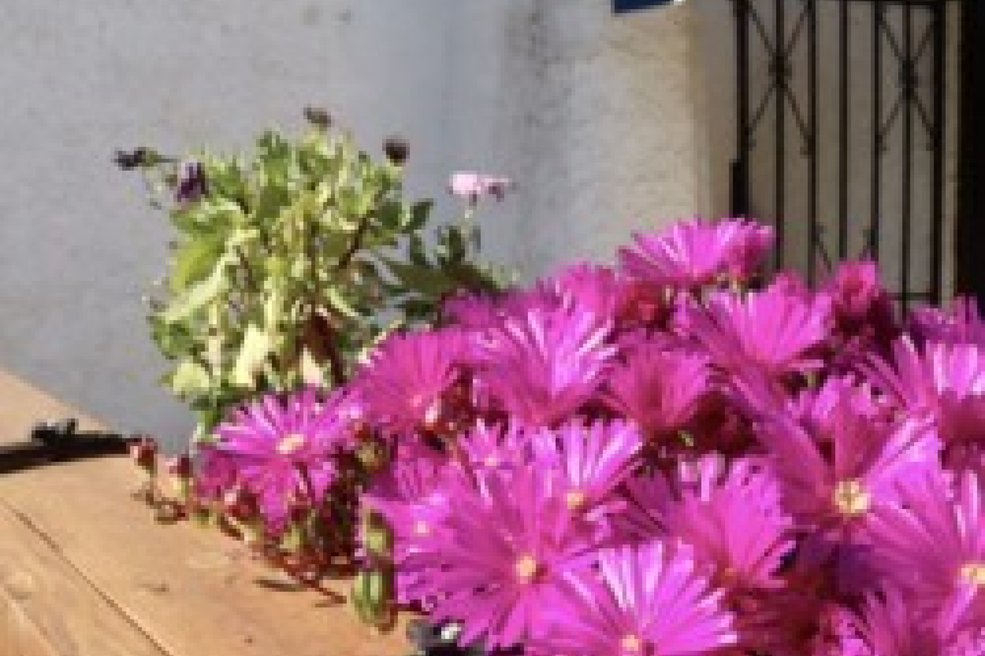 Wynajem długoterminowy - Kamienica - Torrevieja - Playa de los Locos