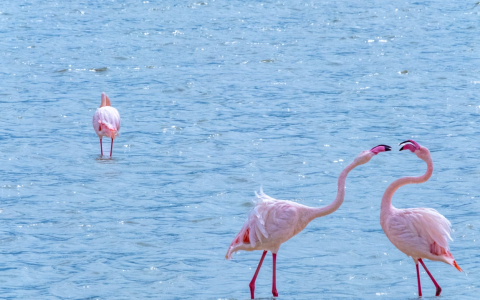 San Pedro del Pinatar