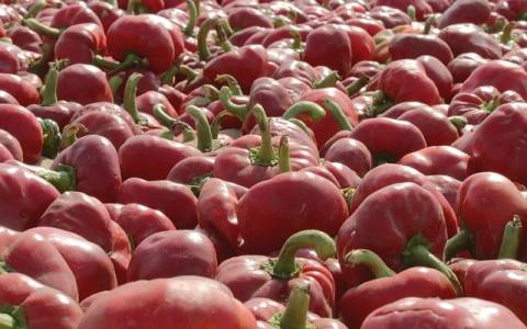 Guardamar del Segura