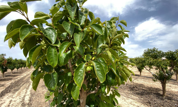 Wiederverkauf - Villa - Monforte del Cid