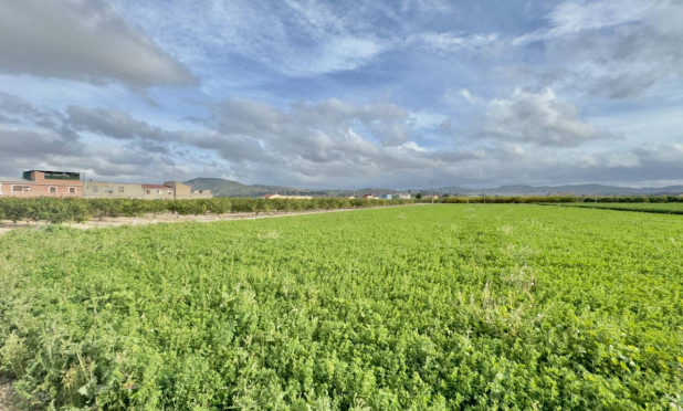 Revente - Finca / Propriété rurale - Orihuela