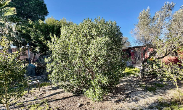 Resale - Finca / Country Property - Guardamar del Segura - Guardamar Del Segura