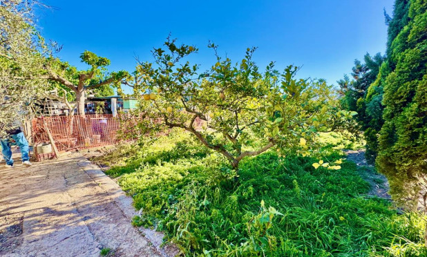 Resale - Finca / Country Property - Guardamar del Segura - Guardamar Del Segura