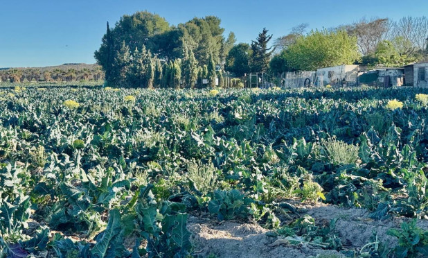 Resale - Finca / Country Property - Guardamar del Segura - Guardamar Del Segura