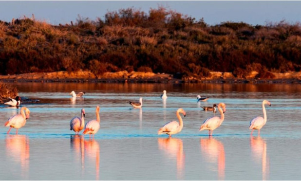 New Build - Villa - San Pedro del Pinatar - San Pedro Del Pinatar