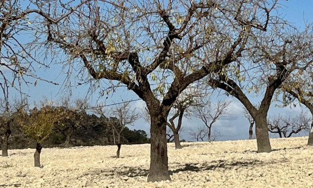 Resale - Plot / Land - Bullas - Costa Calida