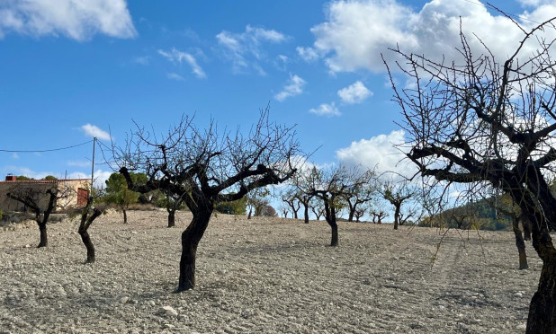 Resale - Plot / Land - Bullas - Costa Calida