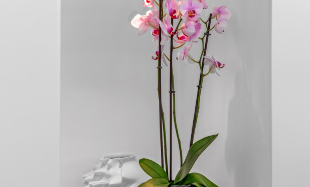 Herverkoop - Villa - Guardamar del Segura - Guardamar Del Segura