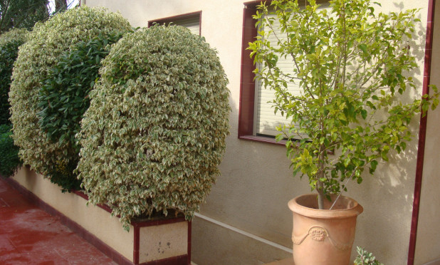 Reventa - Villa - Elche