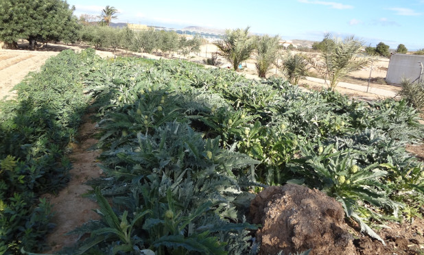 Odsprzedaż - Finca / Nieruchomość wiejska - El Altet