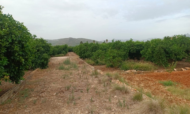 Revente - Parcelle / Terrain - Pedreguer