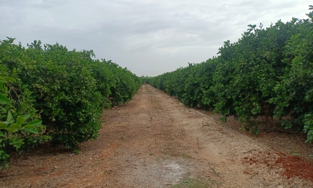 Revente - Parcelle / Terrain - Pedreguer