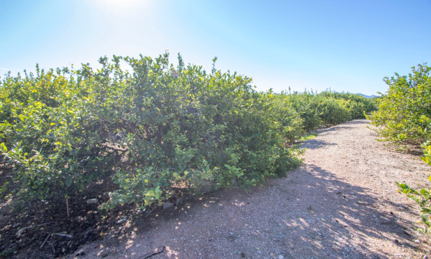Herverkoop - Finca / Landelijk eigendom - Alicante