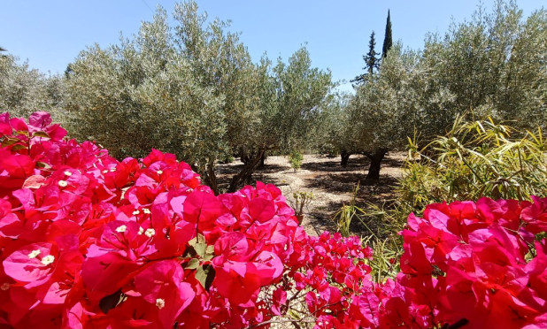 Revente - Finca / Propriété rurale - Albatera