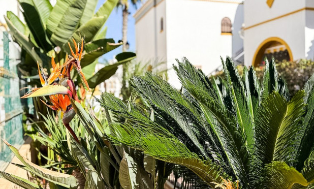 Resale - Penthouse - Torrevieja - Torrelamata - La Mata