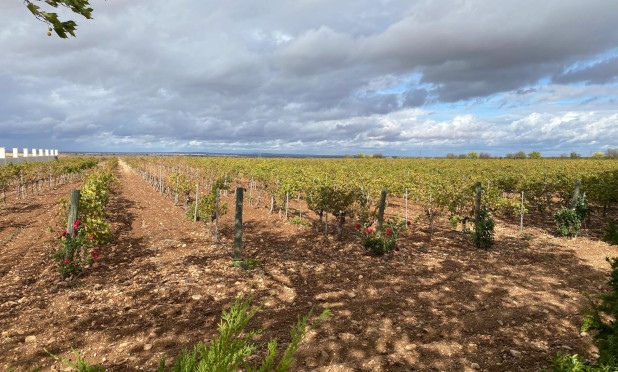 Herverkoop - wine cellar - Albacete