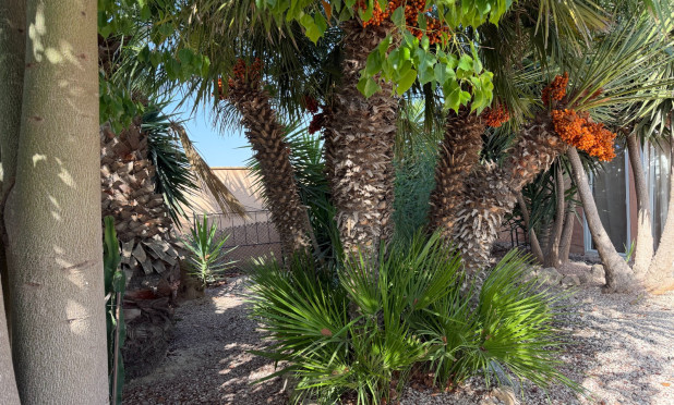 Odsprzedaż - Finca / Nieruchomość wiejska - La Marina - Elche / Elx